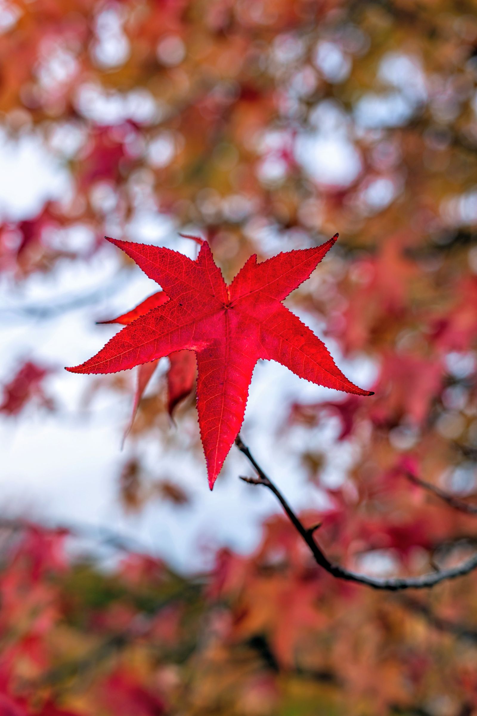 Maple leaf, representing our Ontario community